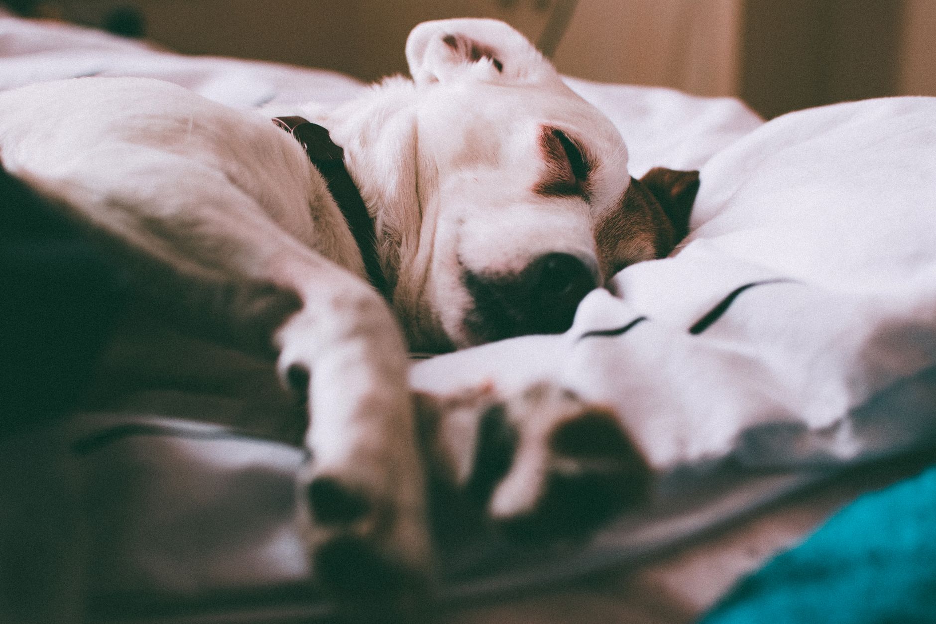 dog beds lifestyle photo
