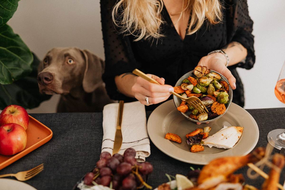 dog food lifestyle photo