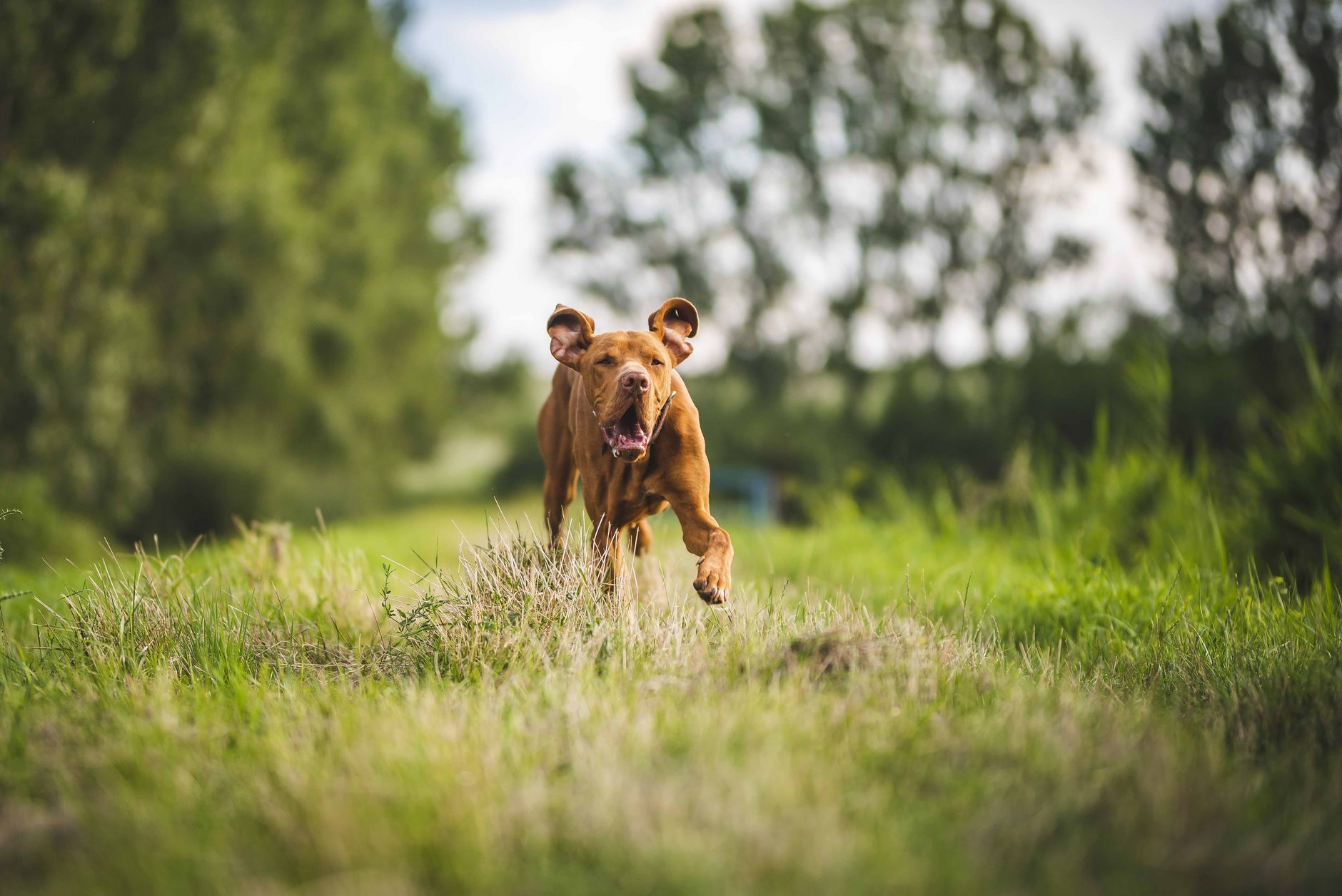 dog health lifestyle photo