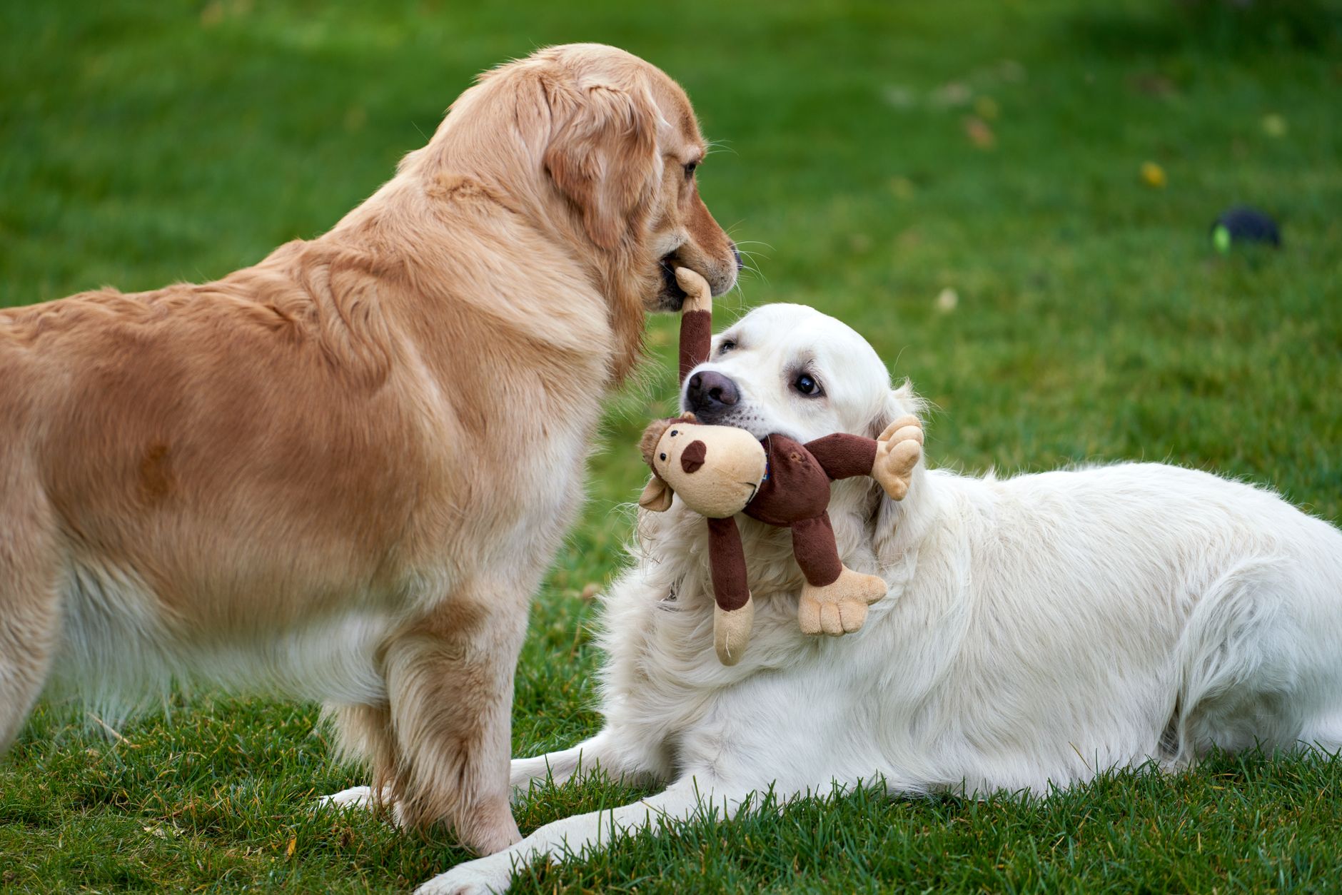 benebone wishbone