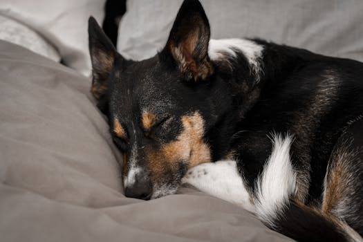 Furhaven Orthopedic Dog Bed Review (2026) — Tucker's Honest Take